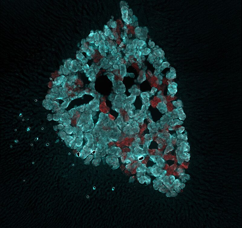 Neurons Activated Microscope Image